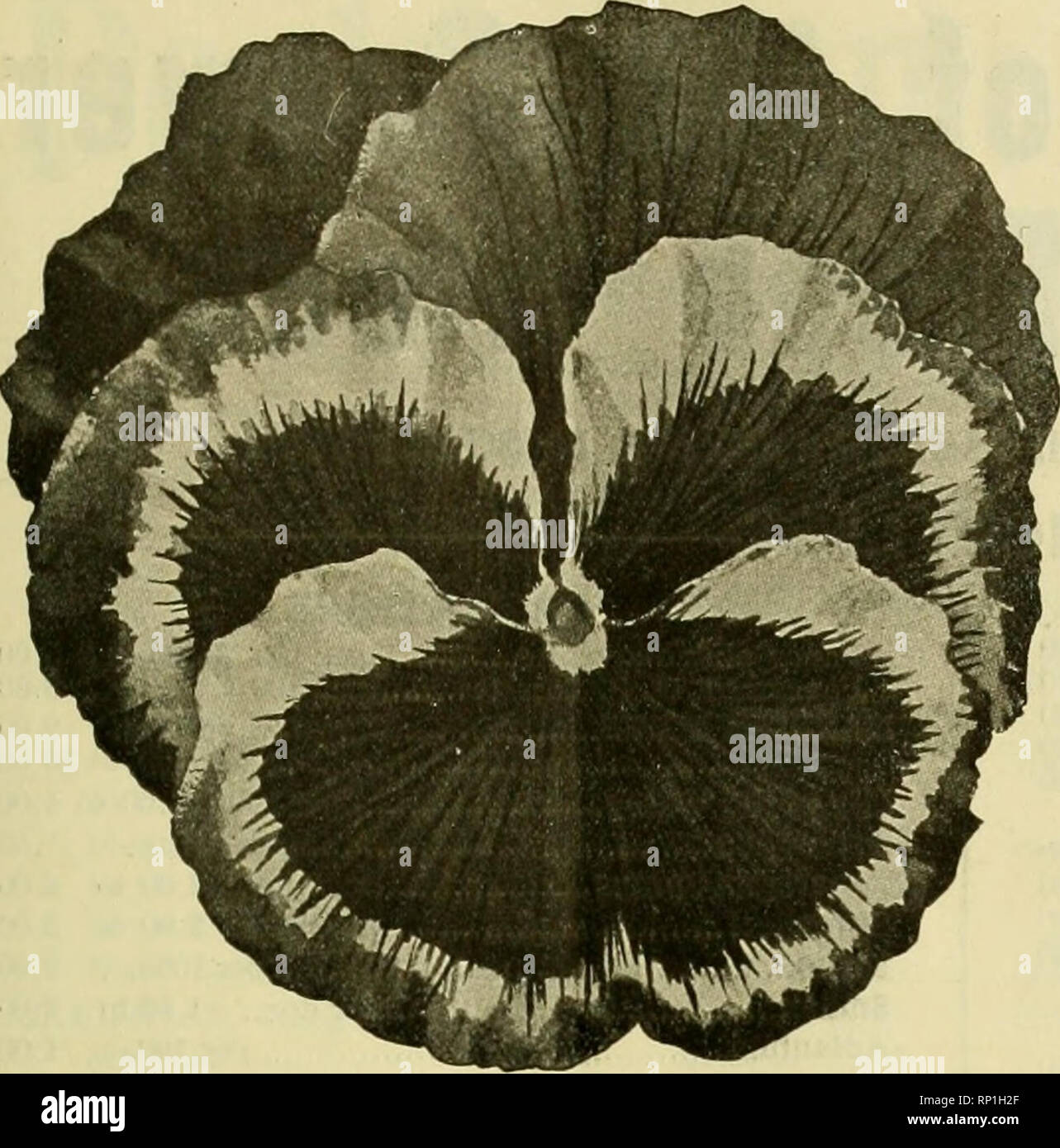 American Gem Victoria Stock Photos American Gem Victoria Stock