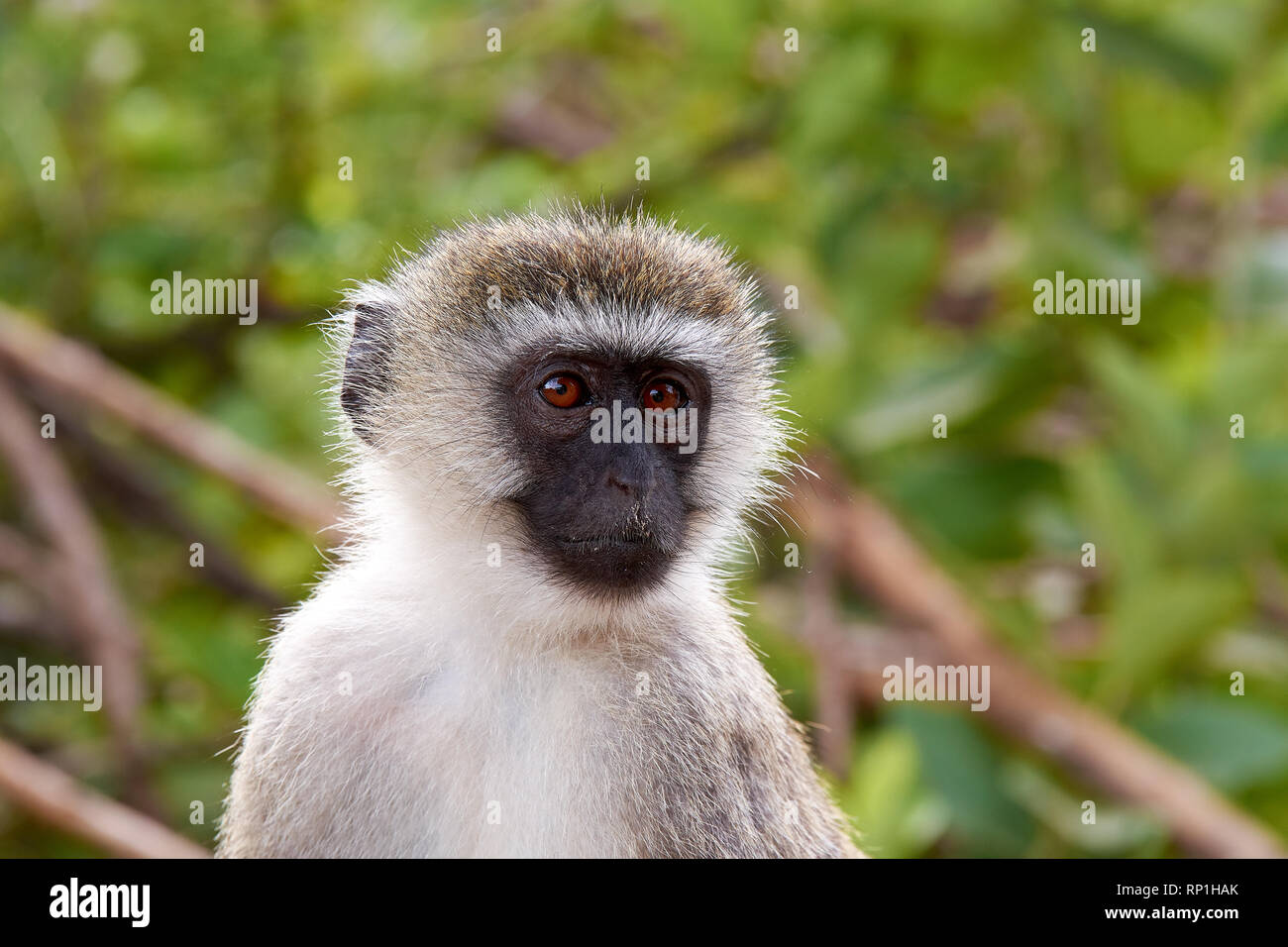 Close-up view of head and face of monkey, with blurred trees in the background Stock Photo