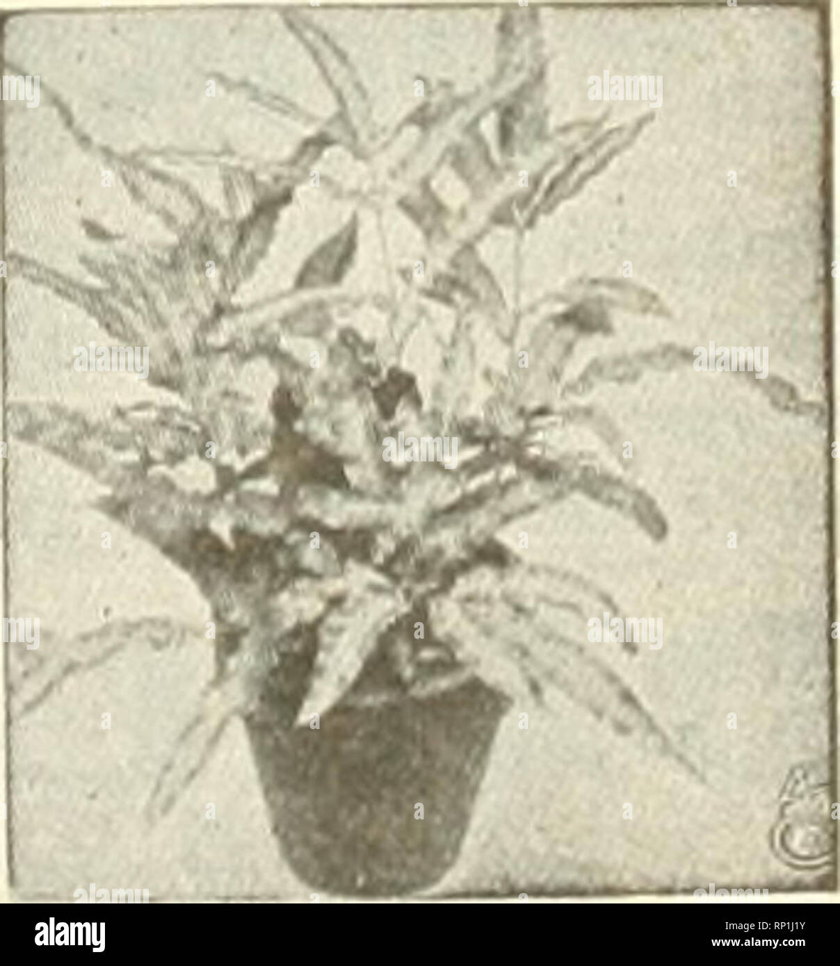 . The American florist : a weekly journal for the trade. Floriculture; Florists. Pteris Magnihca. THE GEO.WITTBOLDCO. ED6EBR00K, CHICAGO. High 24-30-ln. 50-54-ln. 58-60-ln. ; 62-70-ln. PHOENIX CANARENSIS. 36-40-in. high $ 2.50 each 50-54-ln. high 8.00 each 60-64-ln. high 10.00 each PHOENIX RECLINATA. 4-ln ...250 each; $3 per doz.; $20 per 100 5 1n' 60o each; $6 per doz. g.[n' ? ? ? ? ? 76o each; $9 per doz. 7-ln., 10-ln. lOln.,. Pteris Crotica, Albo Lineata. Please note that these images are extracted from scanned page images that may have been digitally enhanced for readability - coloration a Stock Photo