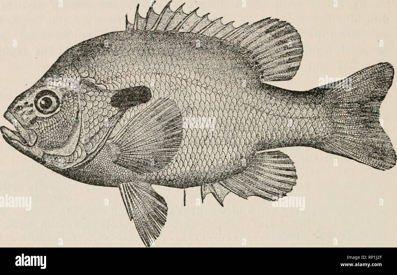 Little fish on a hook hi-res stock photography and images - Alamy