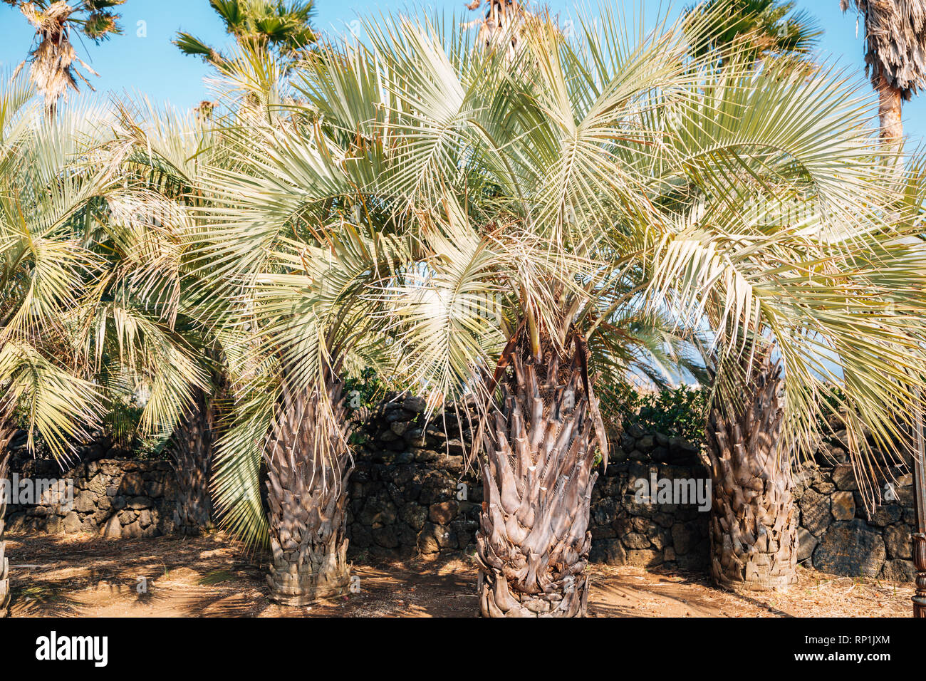 Tropical palm trees at Daepo Jusangjeolli in Jeju Island, Korea Stock