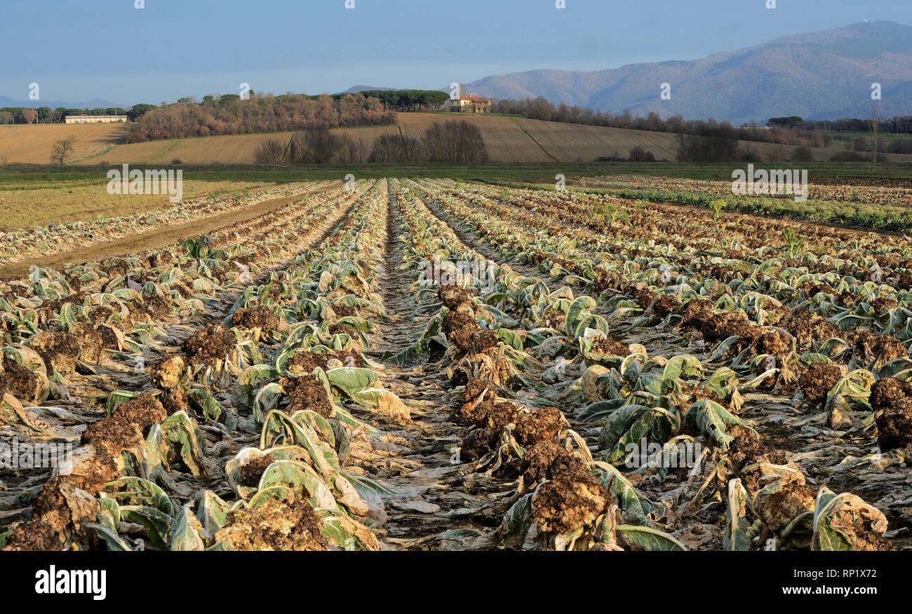 scenic view of agricultural crops in a Tuscan countryside Stock Photo