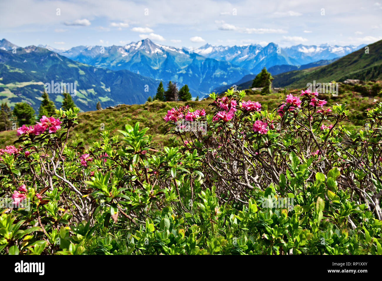 Mountain landscape with Alpine Roses in the foreground. Zillertal Valley, Zillertal Alpine Road, Austria, Tyrol. Stock Photo