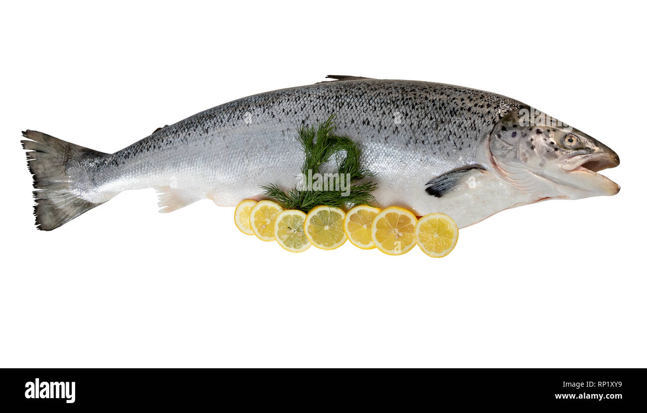 Whole atlantic salmon on Cut Out Stock Images Pictures Alamy