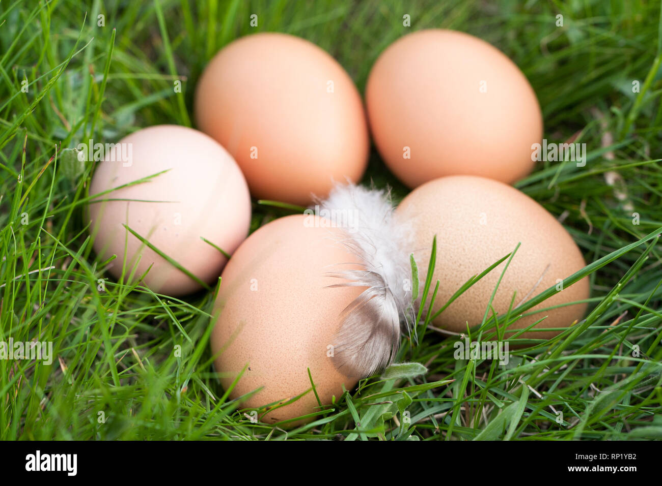chicken eggs lying in a nest of green grass. Stock Photo