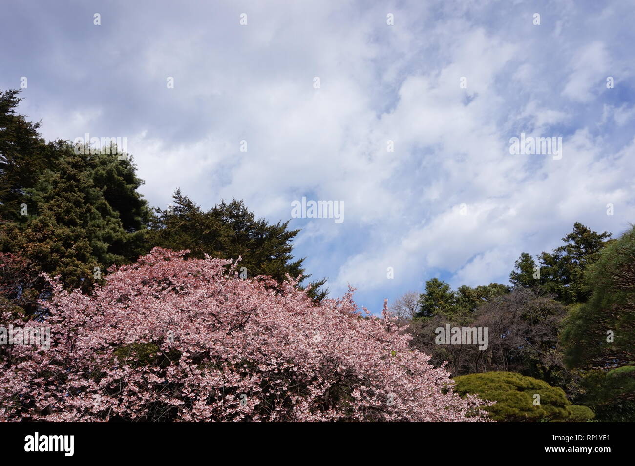 The Start of Cherry Blossom Season Stock Photo Alamy