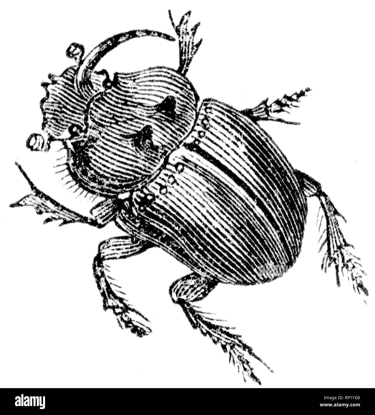Dung beetle drawing  WildlifeUnderFoot  Pinterest  Beetles   Insect  art Beetle drawing Beetle tattoo
