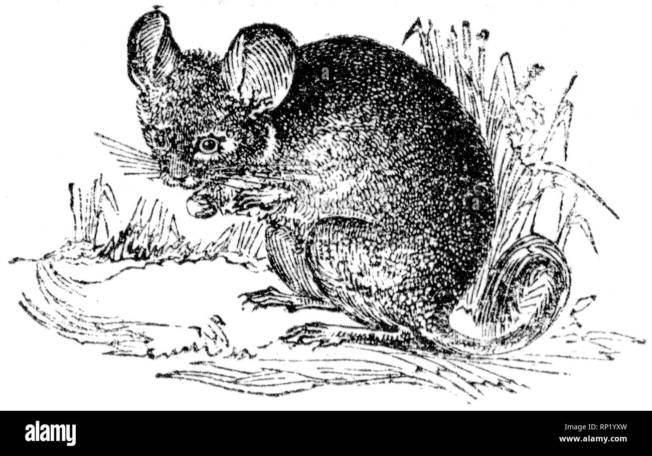 Wood cut engraved illustration, taken from 'The Treasury of Natural History' by Samuel Maunder, published 1848 Stock Photo