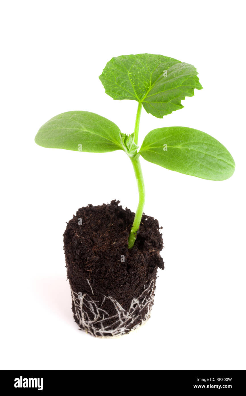 Cucumber seedling in soil isolated on white background. Stock Photo