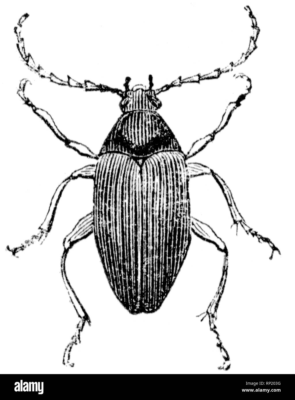 Victorian insect hi-res stock photography and images - Alamy