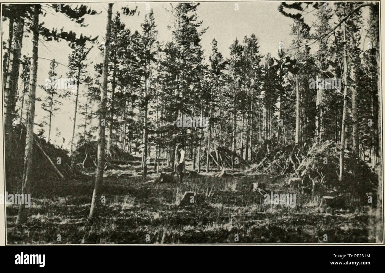 American forestry. Forests and forestry. No. 3. PRIVATE TIMBERLAND AFTER  LUMBERING BY PREVAILING METHODS OUTSIDE THE FOREST. THE CONTRAST BETWEEN  THIS FIRE-TRAP AND THE SERVICE CUTTING IS APPARENT.. .u 4 THE
