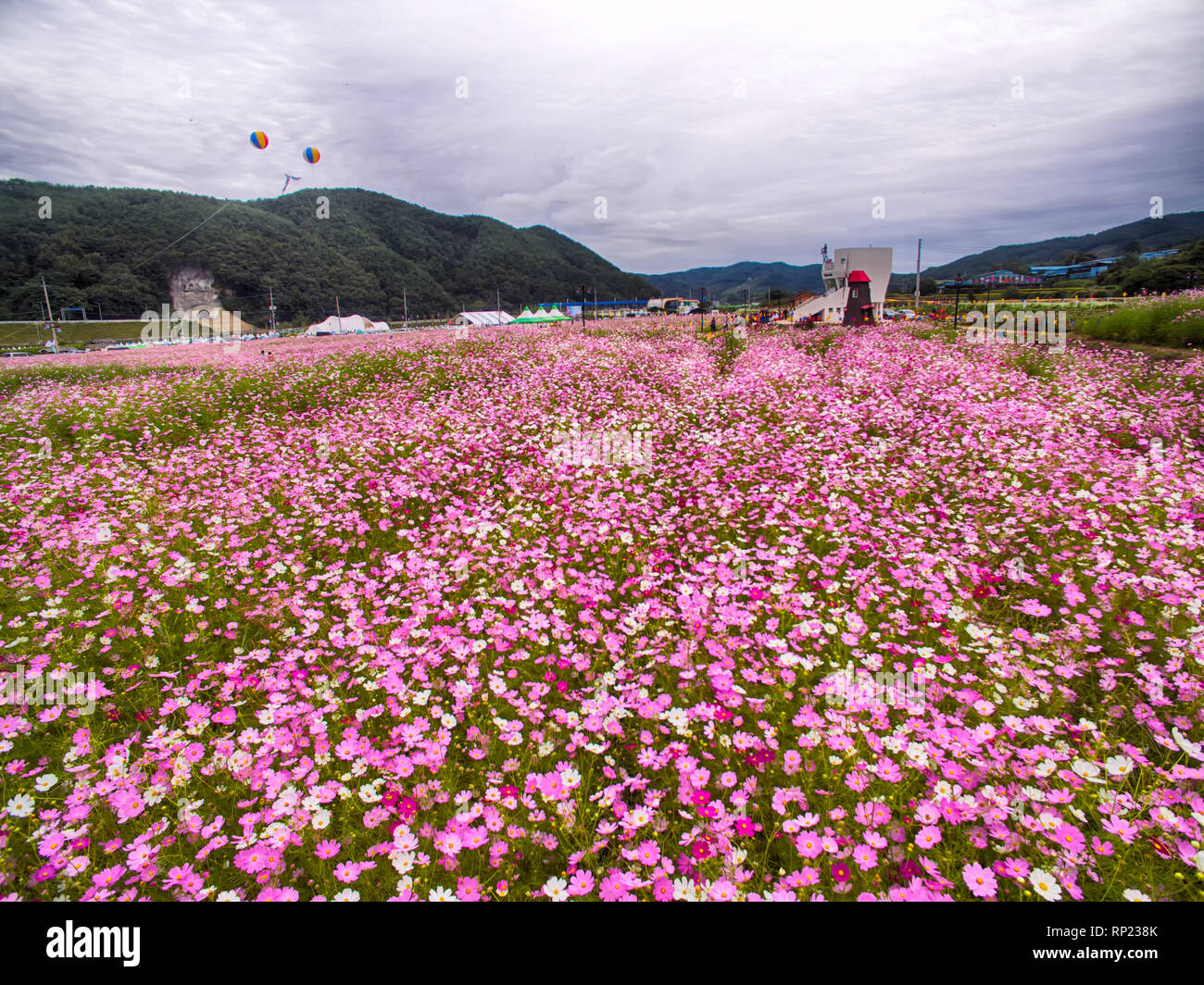 Bukcheon Cosmos and Buckwheat Flower Festival in Hadong, Gyengsangnamdo, ,South Korea, Asia
