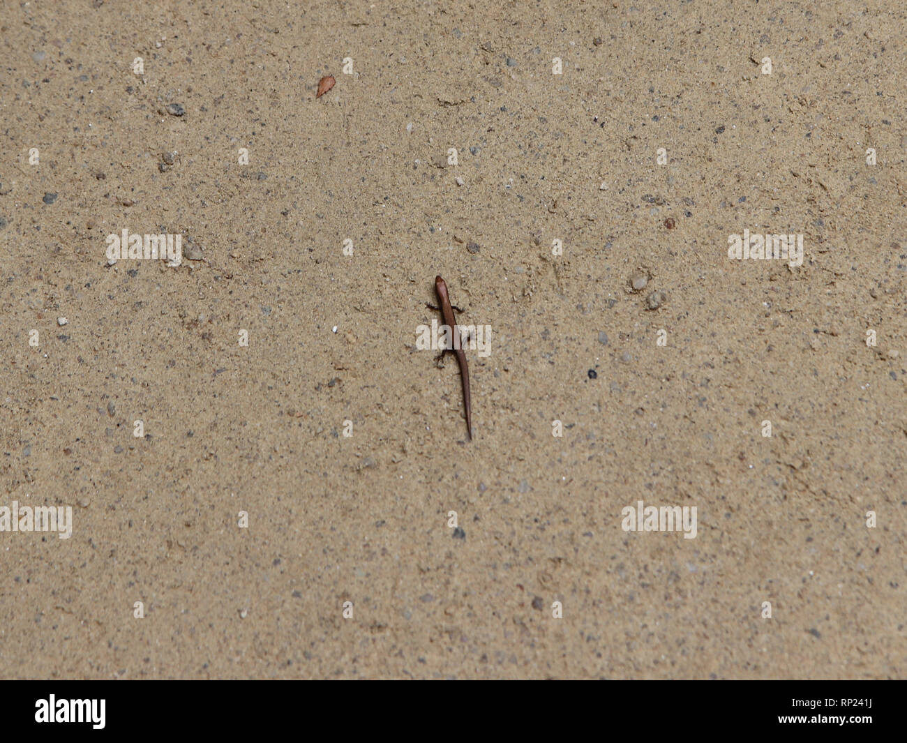 Dolyongnyong Salvage Live in Gangcheonsan Mountain, Sunchang, Jeollanamdo, South Korea, Asia Stock Photo