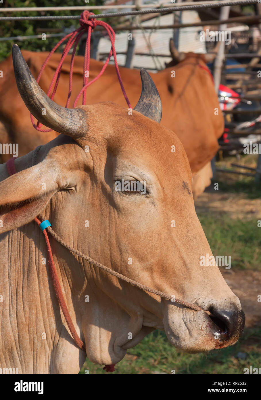 asian ox bos indicus Asian ox bos indicus