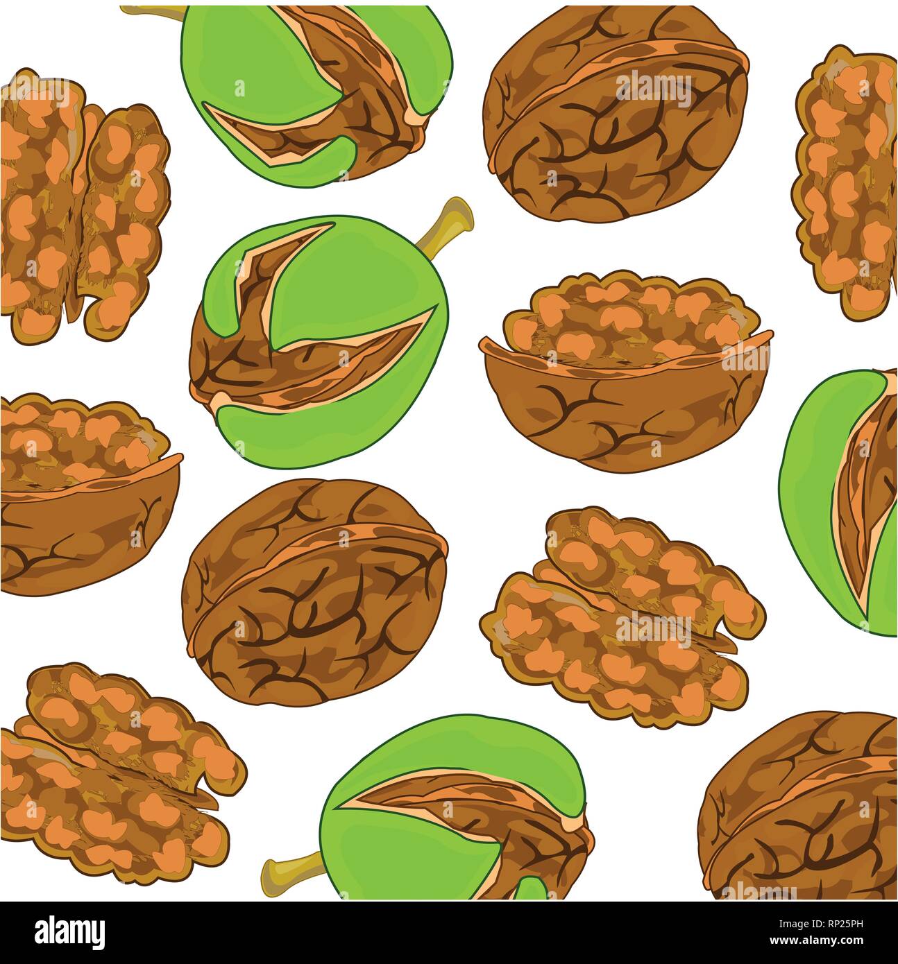 Vector illustration ripe walnut on white background Stock Vector
