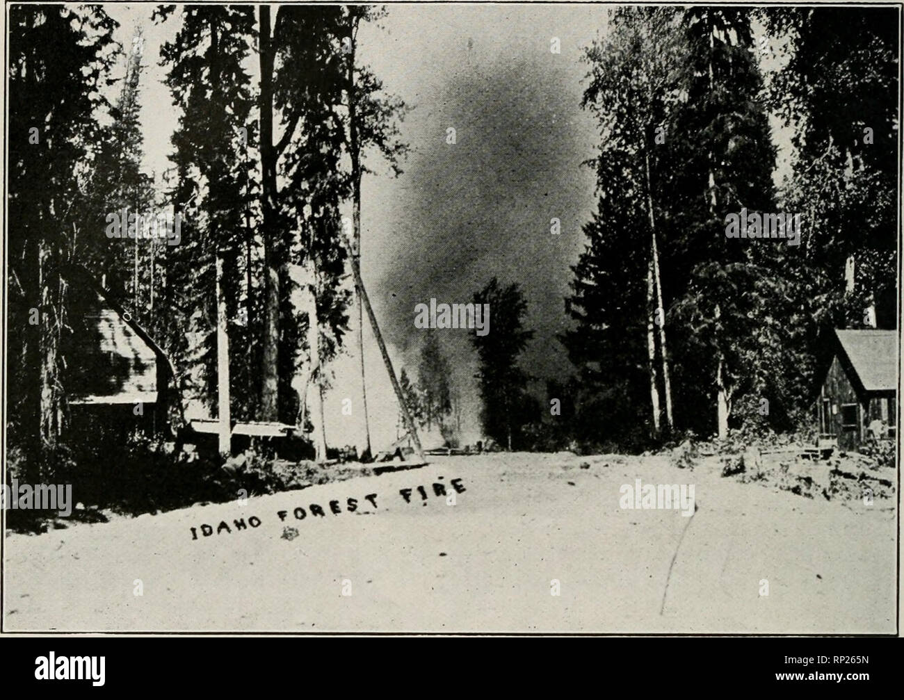 American Forestry Forests And Forestry Big Creek Fire