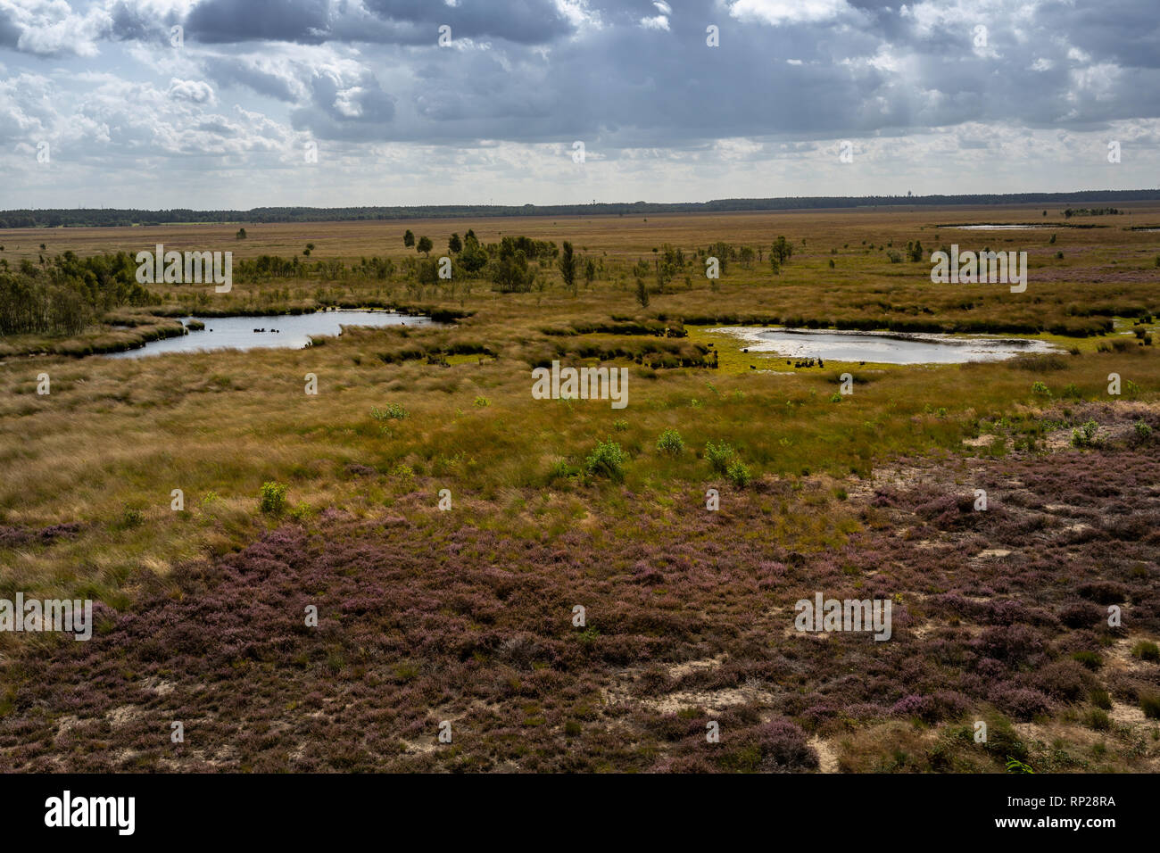 Moor and heathland nature reserve at the Bundeswehr firing range and