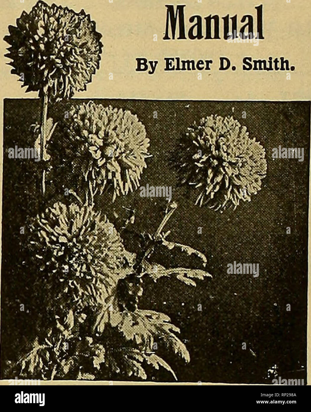 . The American florist : a weekly journal for the trade. Floriculture; Florists. face of the leaves are covered with a coat of stellate hairs. This viburnum is found growing naturally only in the neighborhood of the coast from Cape Cod and Nantucket to New Jersey. A larger and a handsomer plant with larger leaves, more showy flowers and larger, later-ripening fruit, V. Canbyi, is the fourth of these species. It is a native of eastern Pennsylvania and northern Delaware, where it is not common, and of central Indiana; and it is the last of all the viburnums in the arboretum to flower. There are  Stock Photo