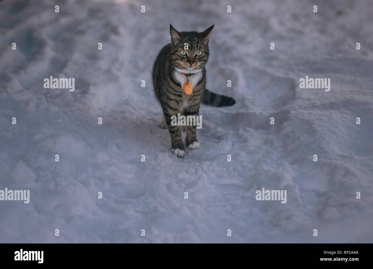 Cat in snow in Reykjavik, Iceland. Febuary 2018 Stock Photo Alamy