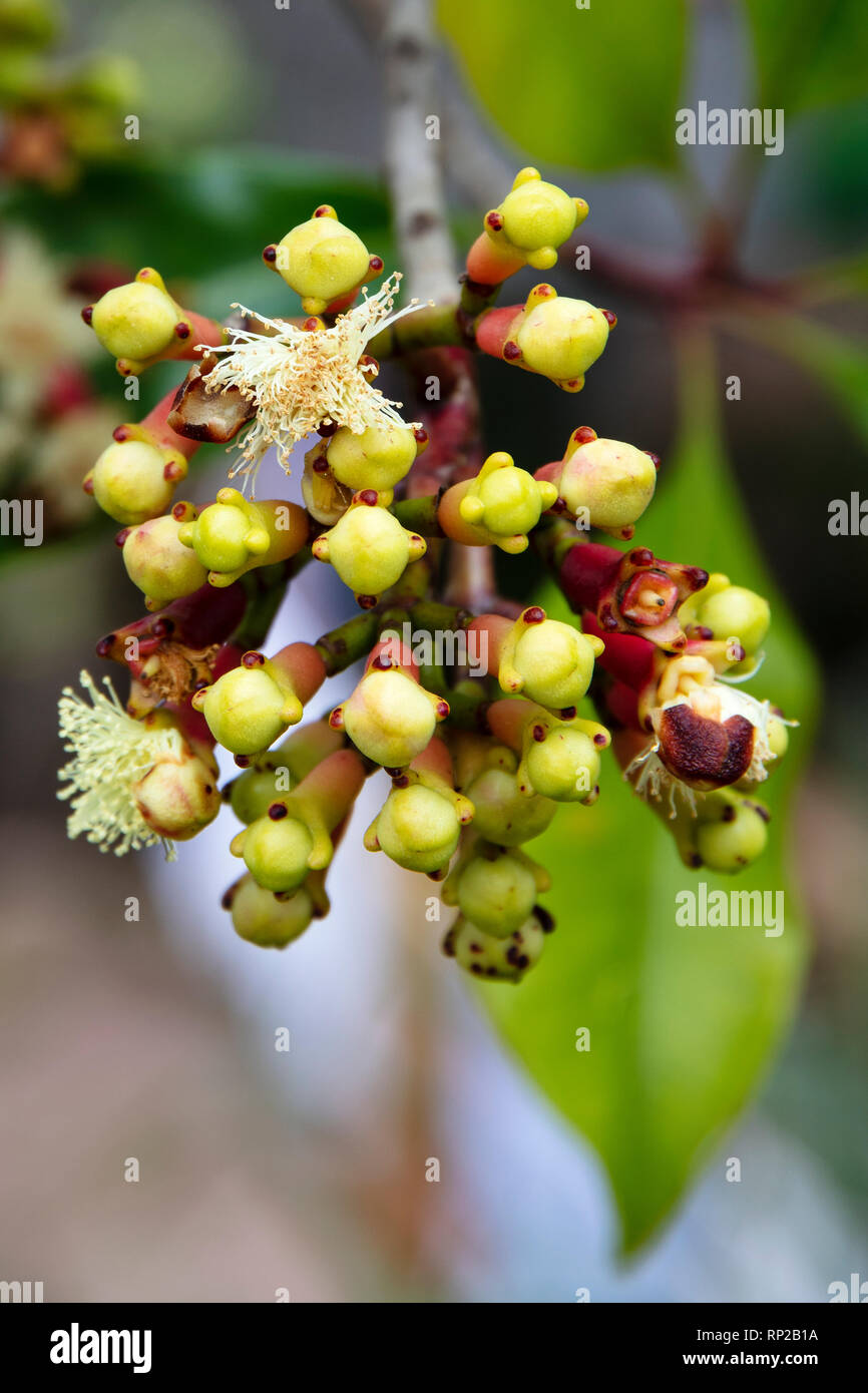 Clove tree indonesia hires stock photography and images Alamy
