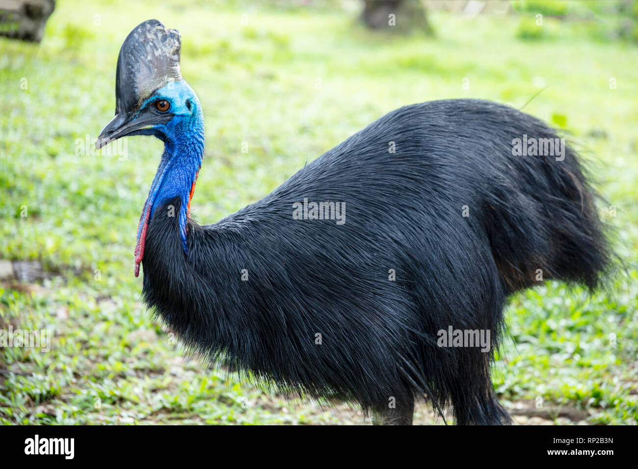Cassowary hi-res stock photography and images - Alamy