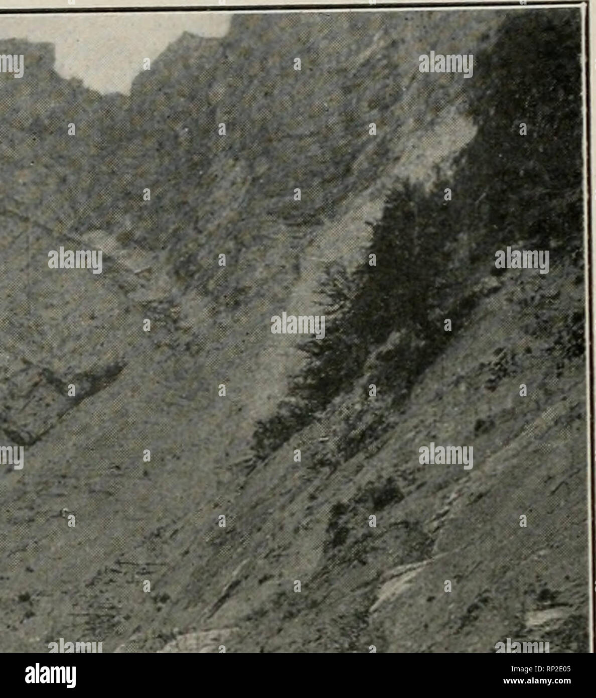 American Forestry. Forests And Forestry. '^^ X.^ «.^S^ TlK 7.
