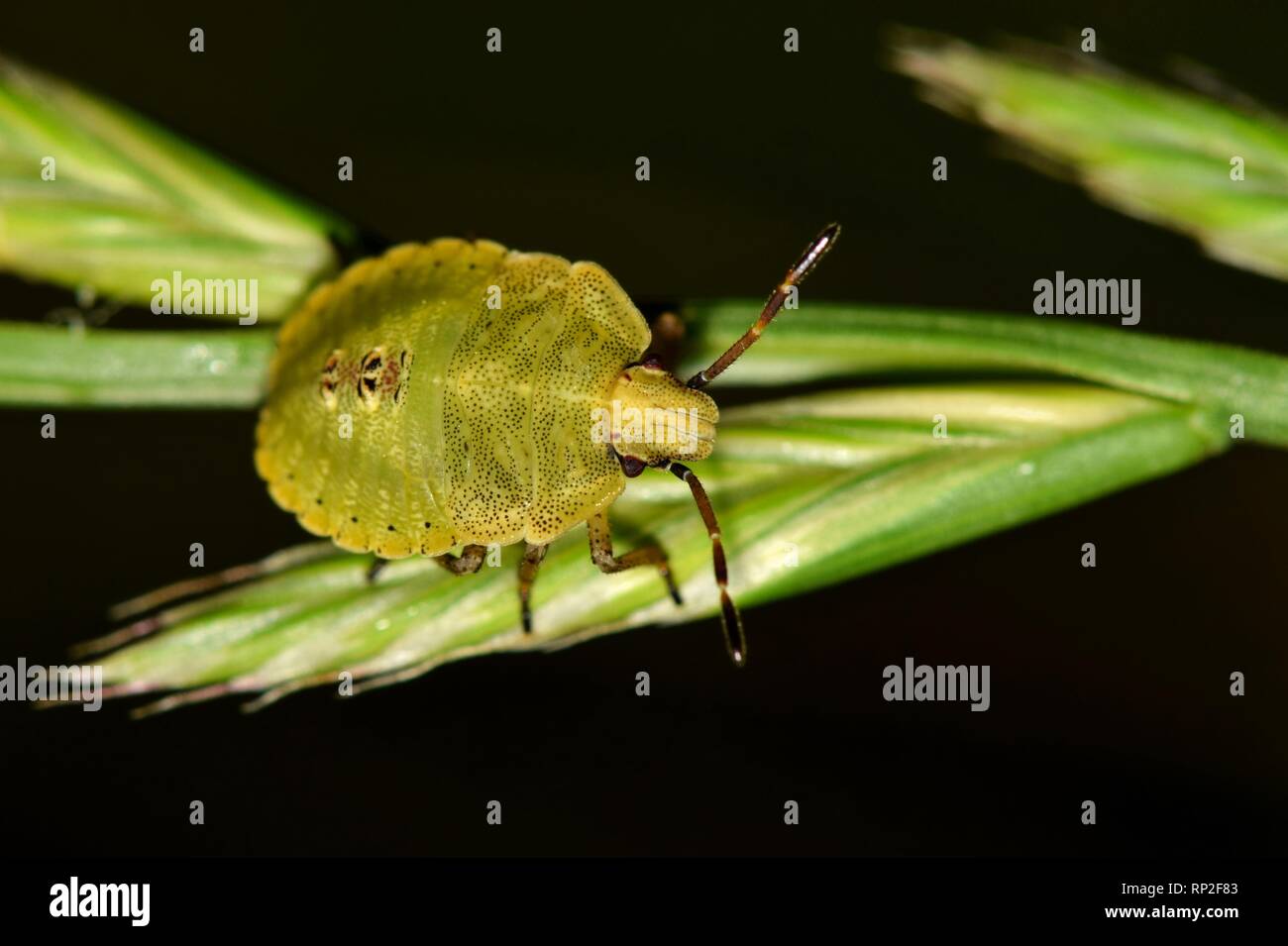A green shield bug nymph foraging at night on some plant stalks in Houston, TX with a black background. Stock Photo
