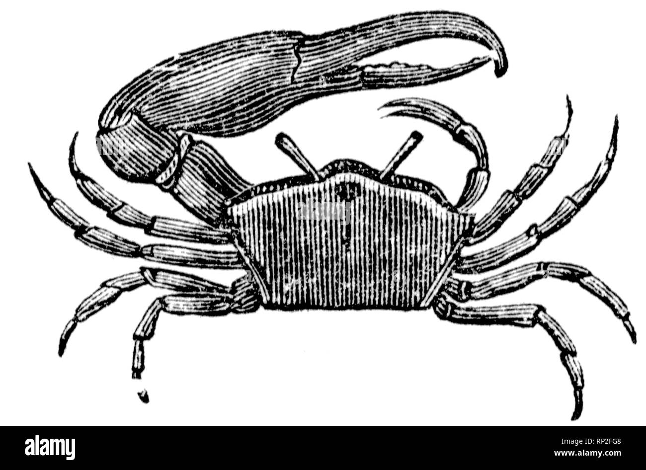 Shellfish Large Black and White Engraving Crustaceans Crabs 1845 Antique Print