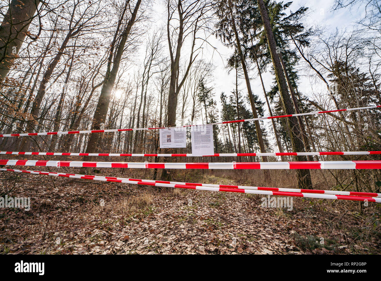 Lich, Germany. 20th Feb, 2019. A forest in which about 30,000 sick maple trees have to be felled is closed to hikers. They are affected by the soot bark disease, a fungus that irrevocably damages the trees and causes them to die. The spores are distributed in the air and can cause respiratory problems in humans. Credit: Frank Rumpenhorst/dpa/Alamy Live News Stock Photo