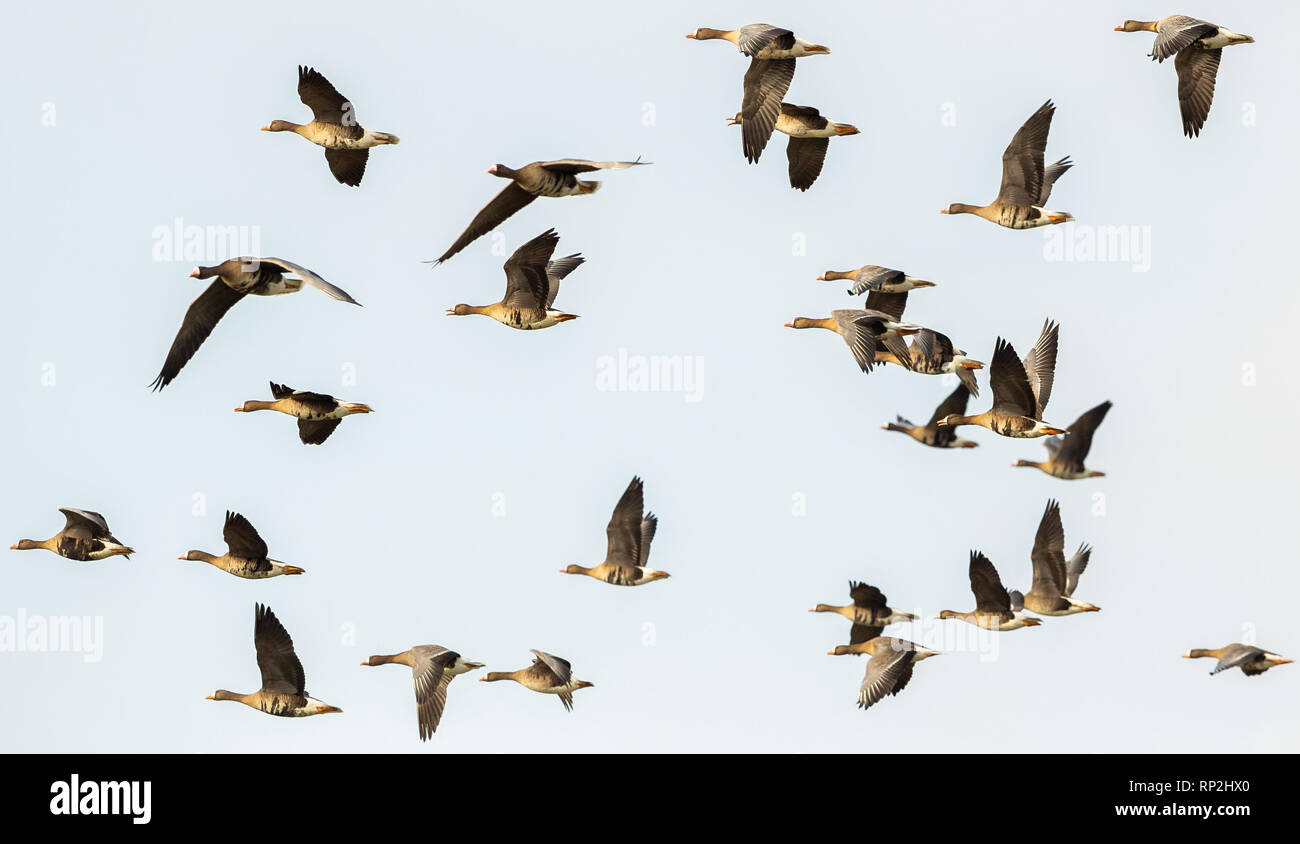 Elsfleth, Germany. 20th Feb, 2019. Greylag geese fly over the Wesermarsch. Credit: Mohssen Assanimoghaddam/dpa/Alamy Live News Stock Photo