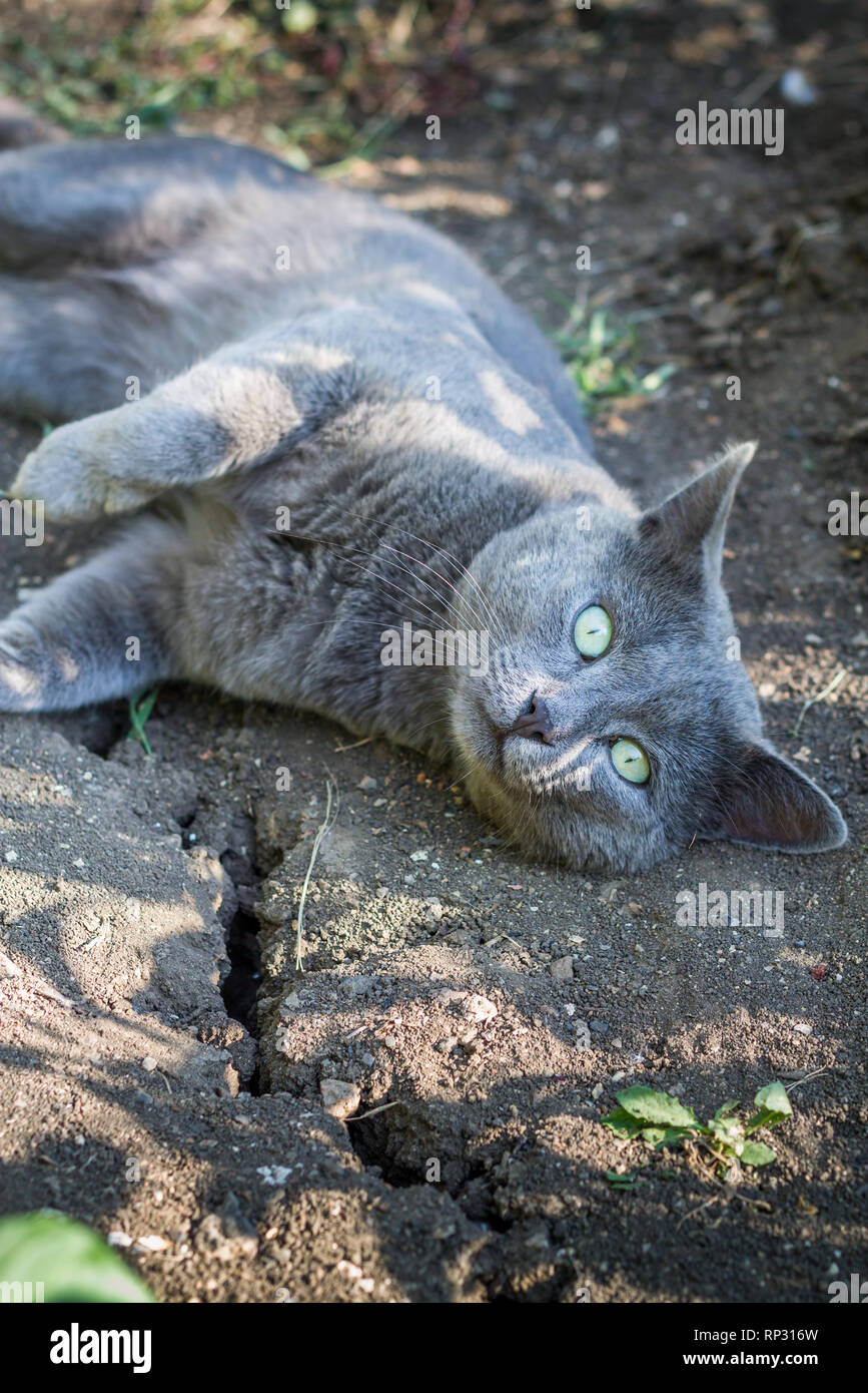 Russian Blue Cat laying on the ground Stock Photo