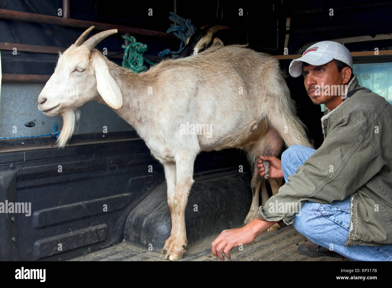 Goat truck hires stock photography and images Alamy