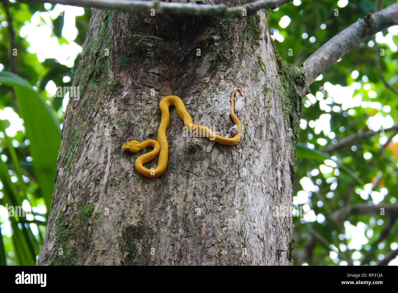Yellow eyelash viper in the tree - Costa Rica Tortuguero National Park Stock Photo