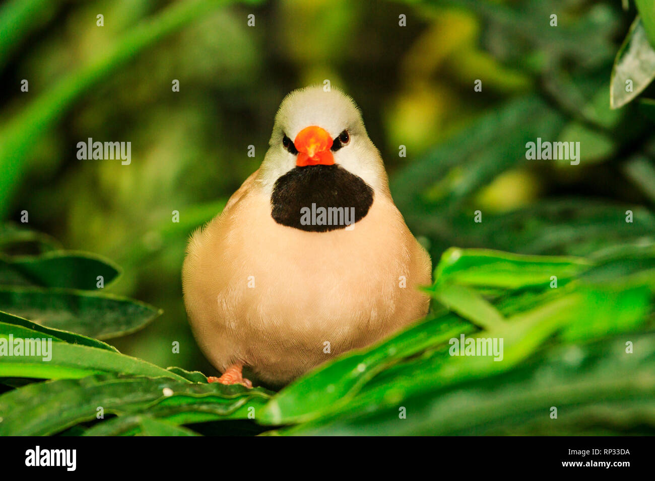 angry bird sits among green leaves , animals Stock Photo