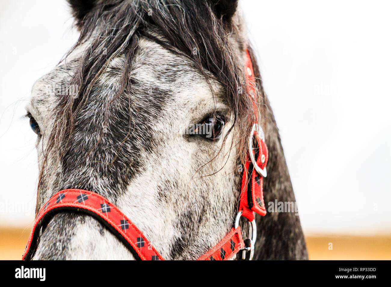 beautiful gray horse and red harness , animals Stock Photo