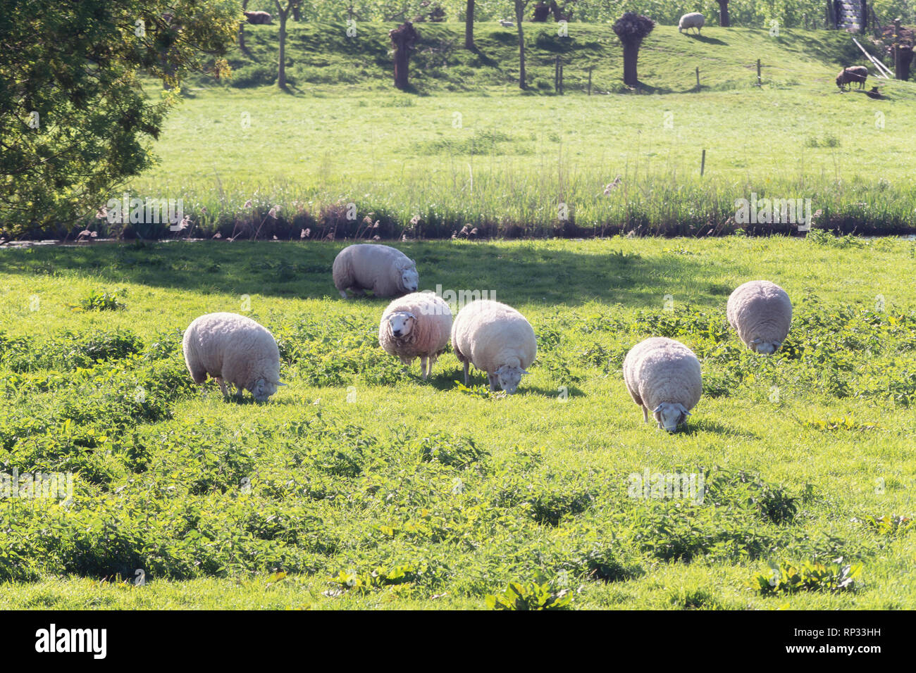 Sheeps grazing in the floodplains of the river Linge in the Betuwe region in The Netherlands Stock Photo