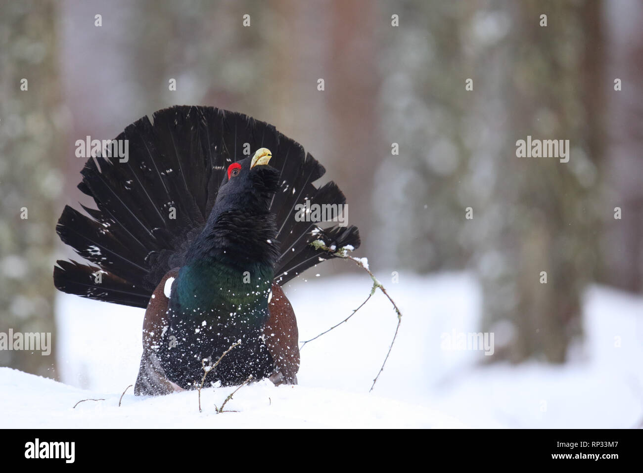 Male Western capercaillie (Tetrao urogallus) displaying in pine forest. Stock Photo