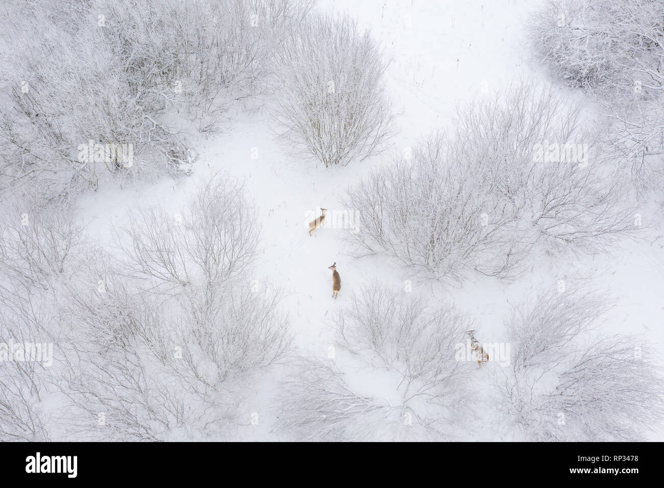 Feeding herd of roe deers in bushes, winter Stock Photo