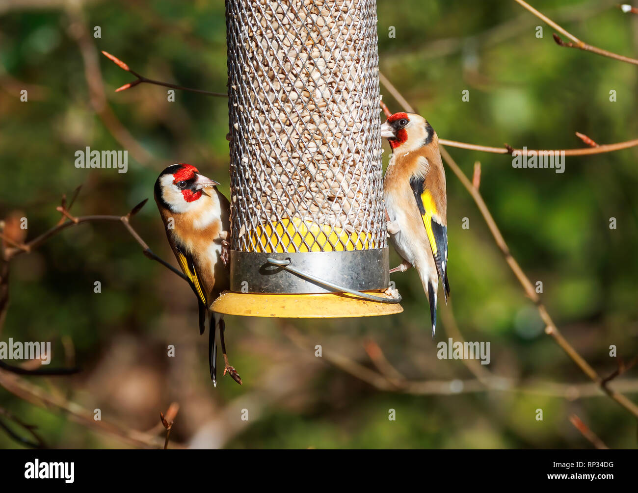 Two goldfinches (Carduelis carduelis, European goldfinch) feeding on a