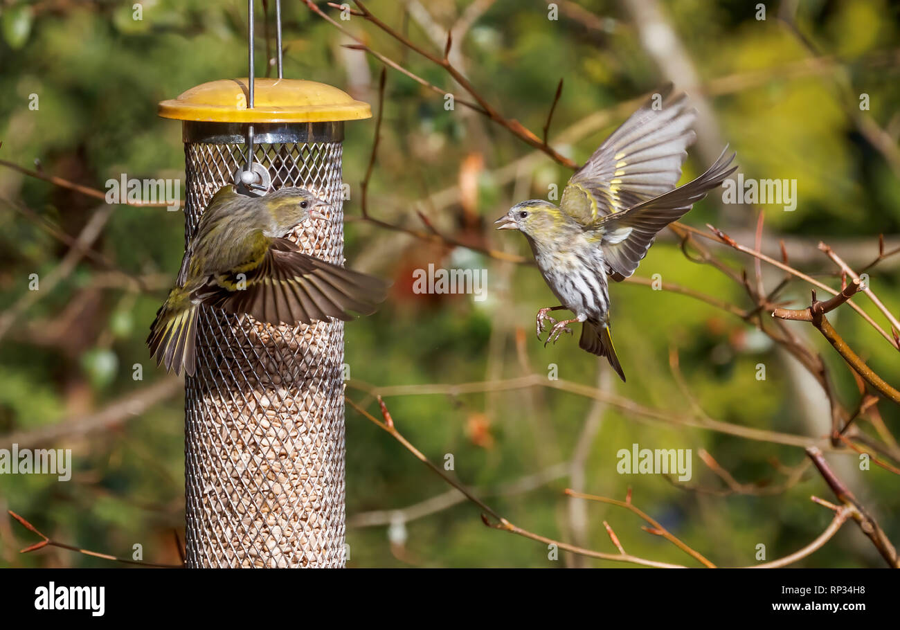 Siskins (Carduelis spinus, common siskin, Eurasian siskin) in flight squabbling at a bird feeder in a garden in Surrey, south-east England, UK in wint Stock Photo