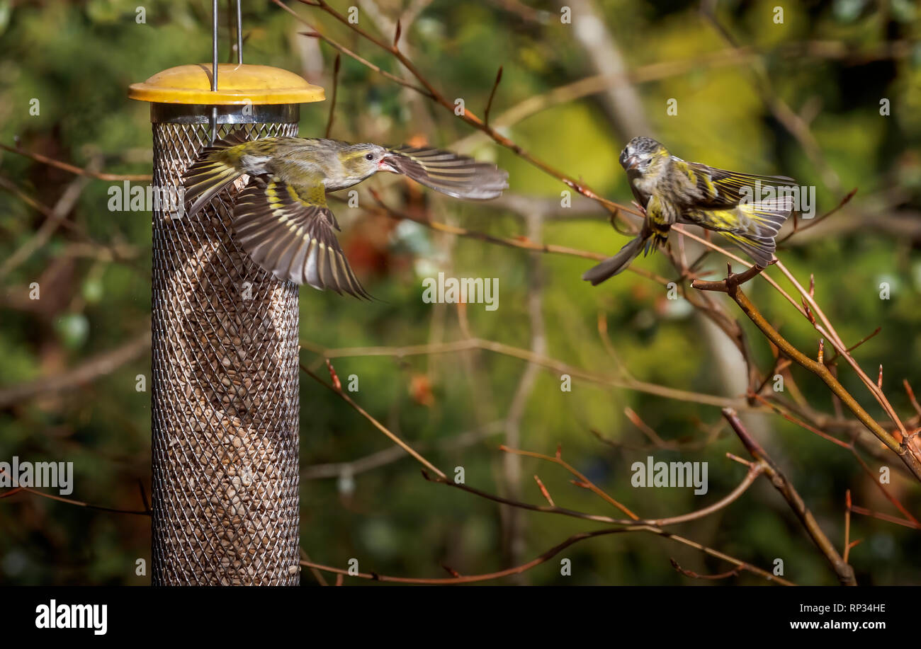 Siskins (Carduelis spinus, common siskin, Eurasian siskin) in flight squabbling at a bird feeder in a garden in Surrey, south-east England, UK in wint Stock Photo