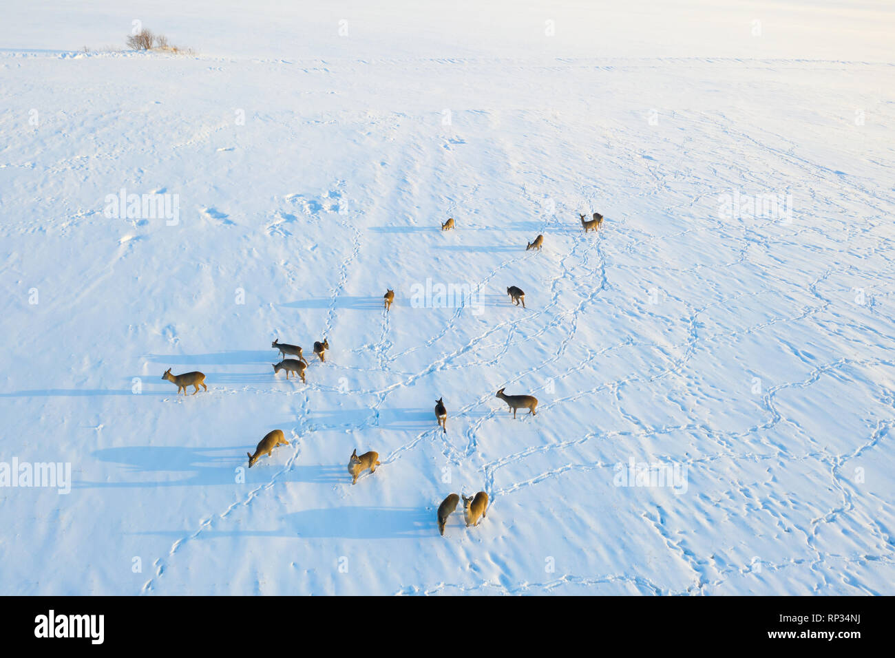 Herd of roe deers (Capreolus capreolus) in winter landscape Stock Photo