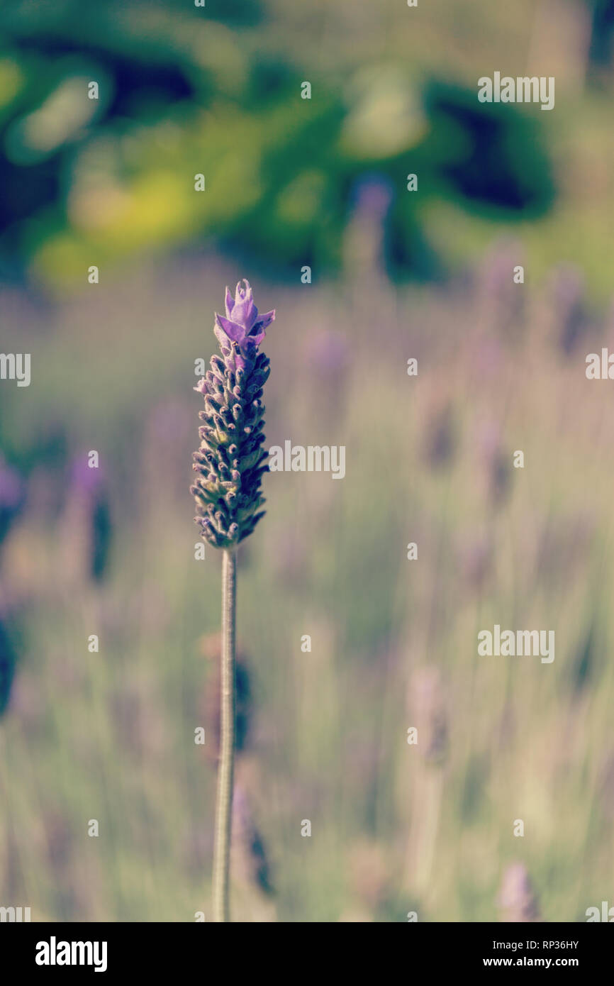 Purple lavender flower on beautiful bokeh background. Stock photo Stock Photo