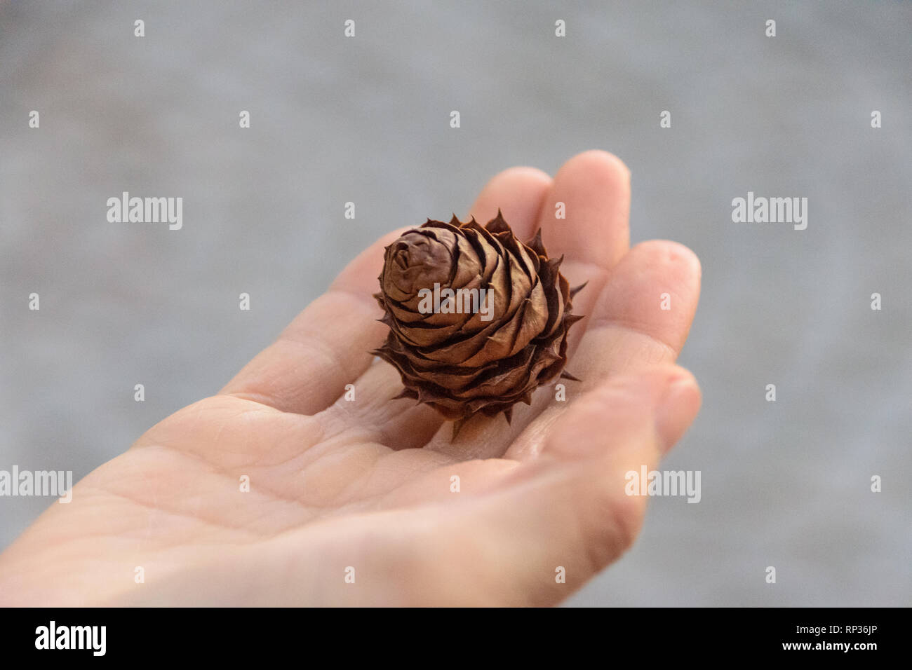 a hand holding a pine cone Stock Photo