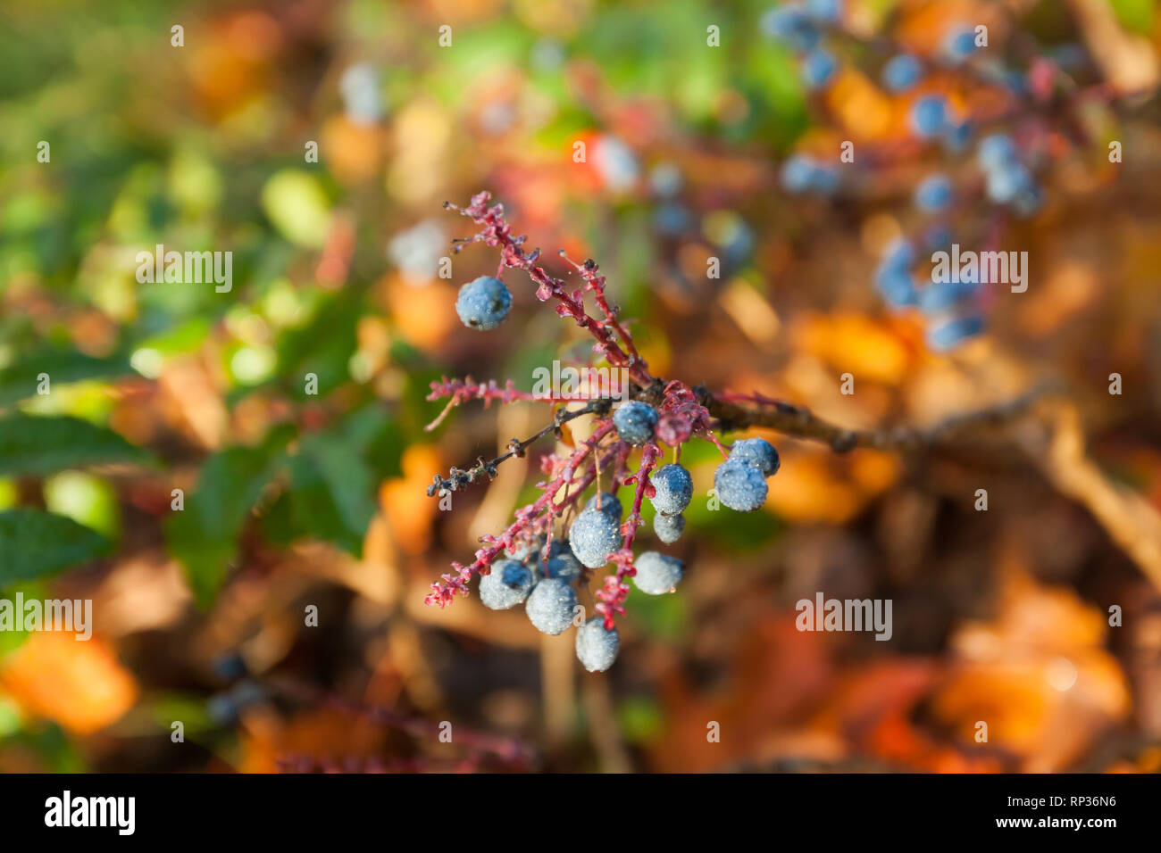 Shrub with blue berries of berberis with dew drops in Finland at autumn. Stock Photo