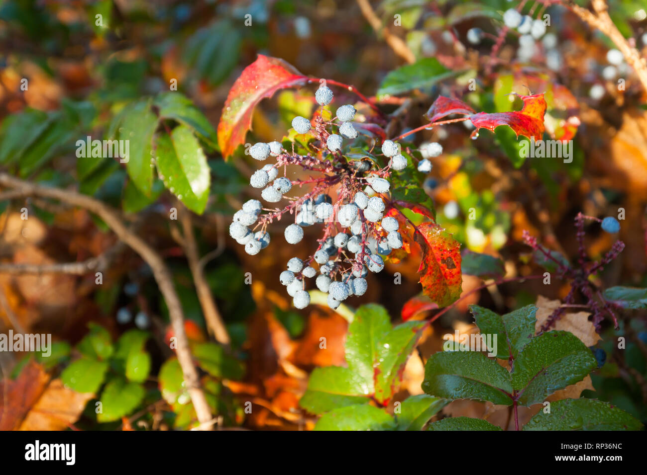 Shrub with blue berries of berberis with dew drops in Finland at autumn. Stock Photo