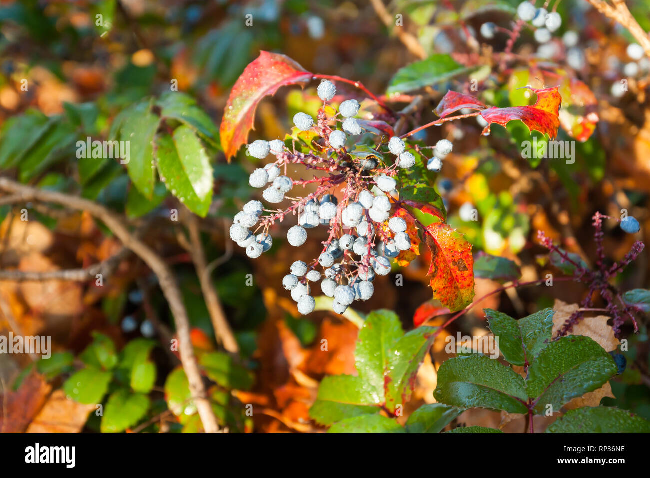 Shrub with blue berries of berberis with dew drops in Finland at autumn. Stock Photo