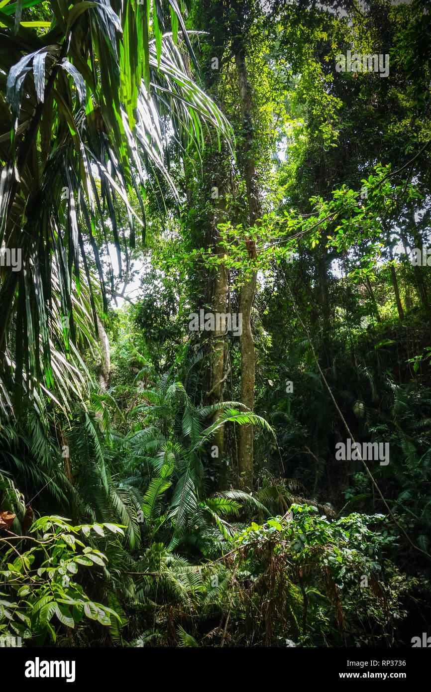 Bali jungle hi-res stock photography and images - Alamy
