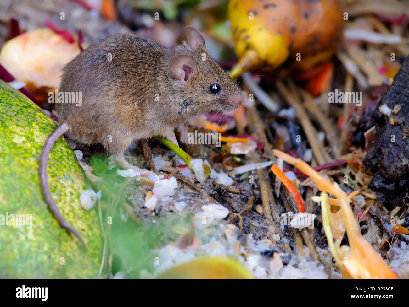 House mouse feeding at the rubbish and garbage Stock Photo
