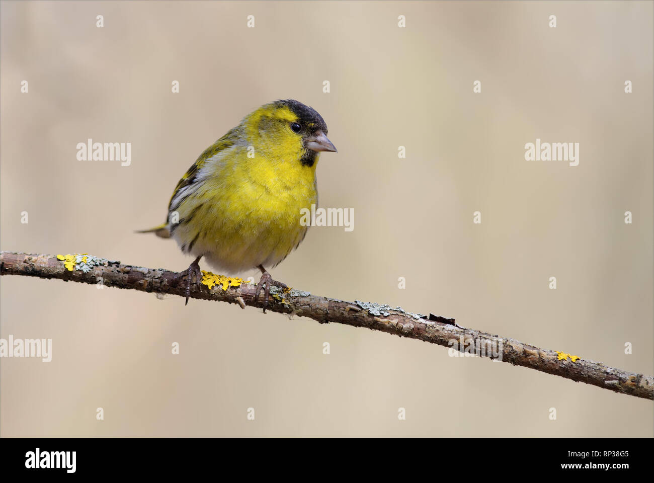 Male Eurasian siskin perched on a thin branch Stock Photo